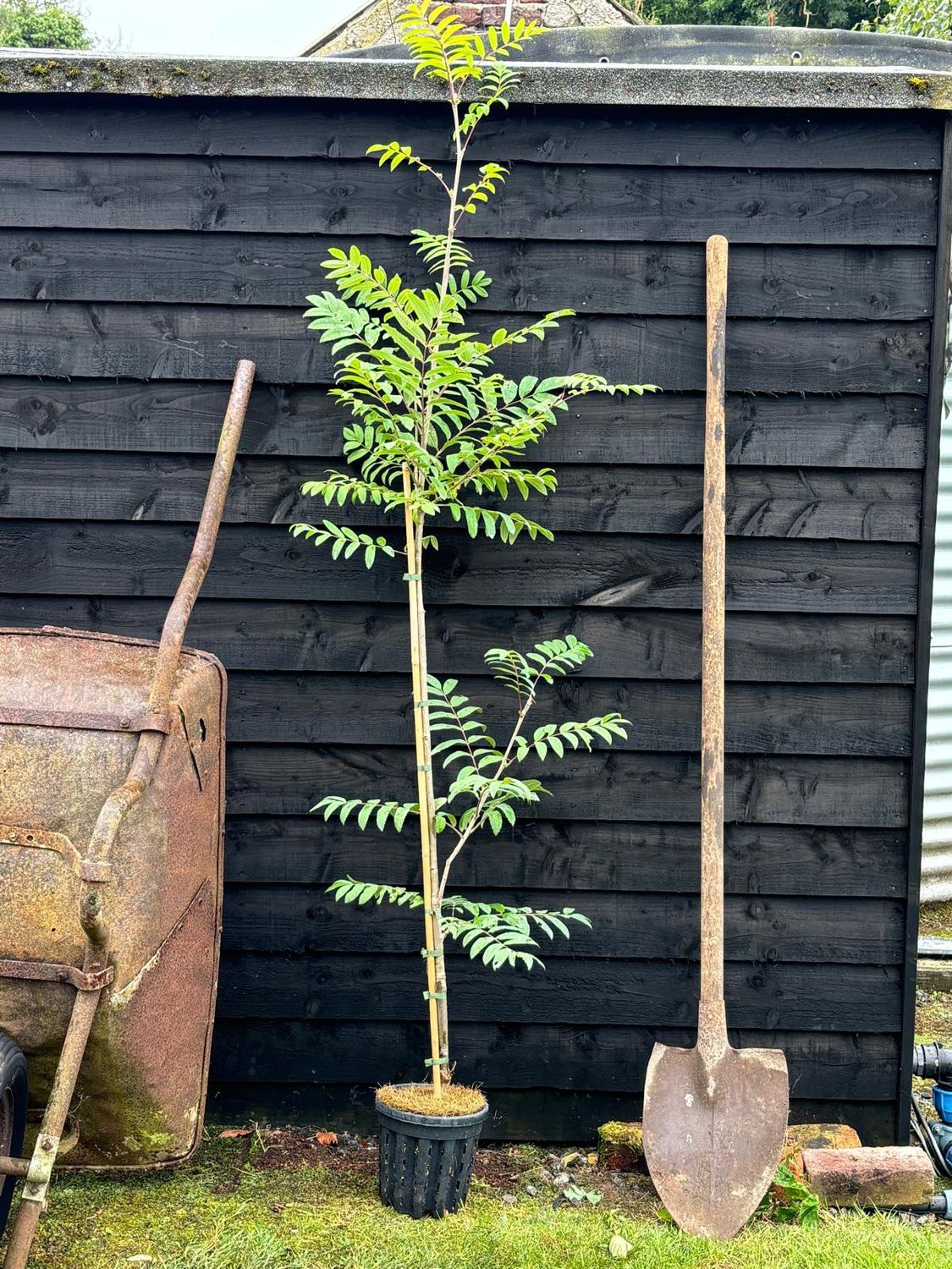 SORBUS  &#39;Golden Wonder&#39; / Mountain Ash