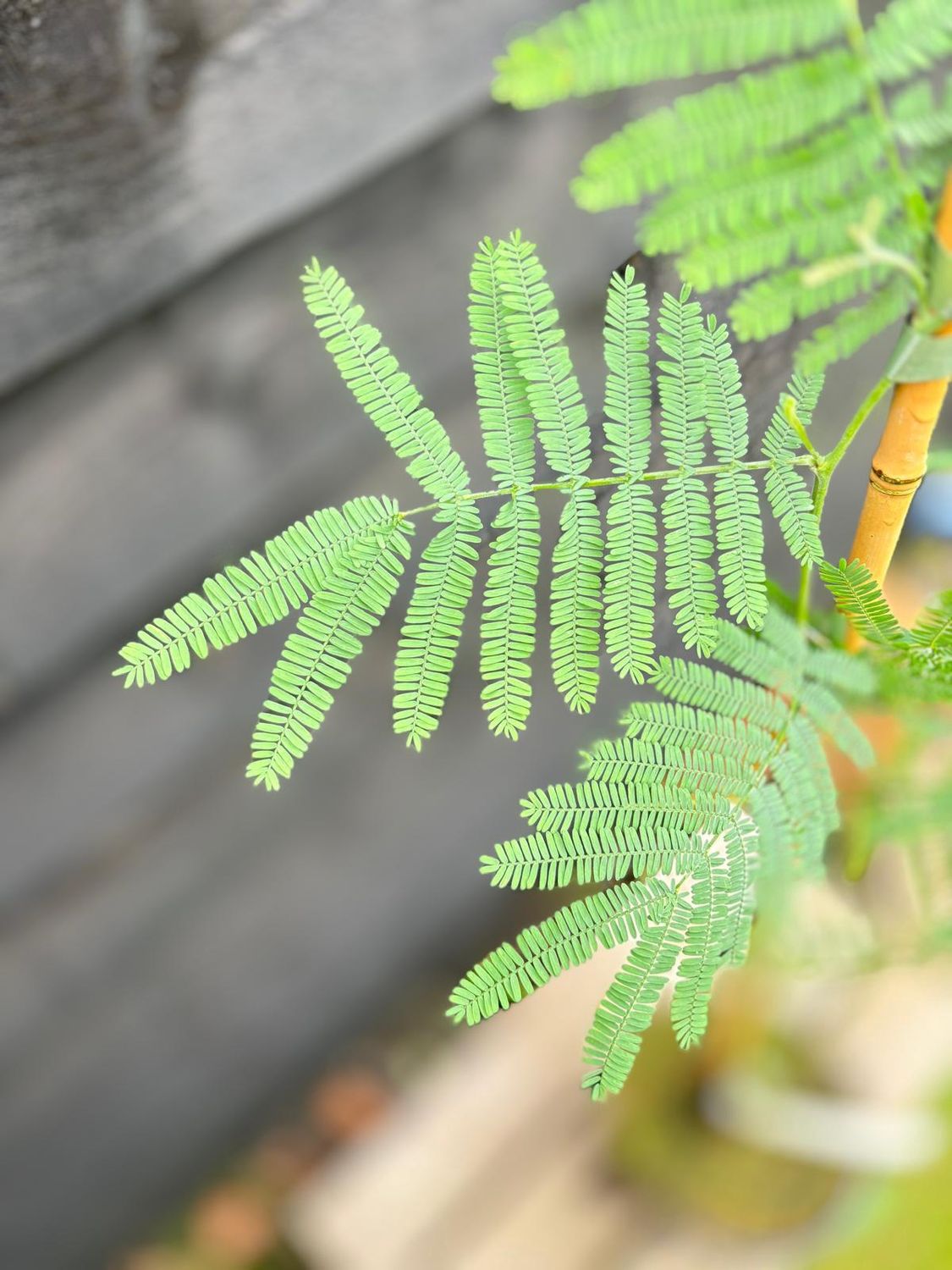 ACACIA dealbata / Blue Wattle