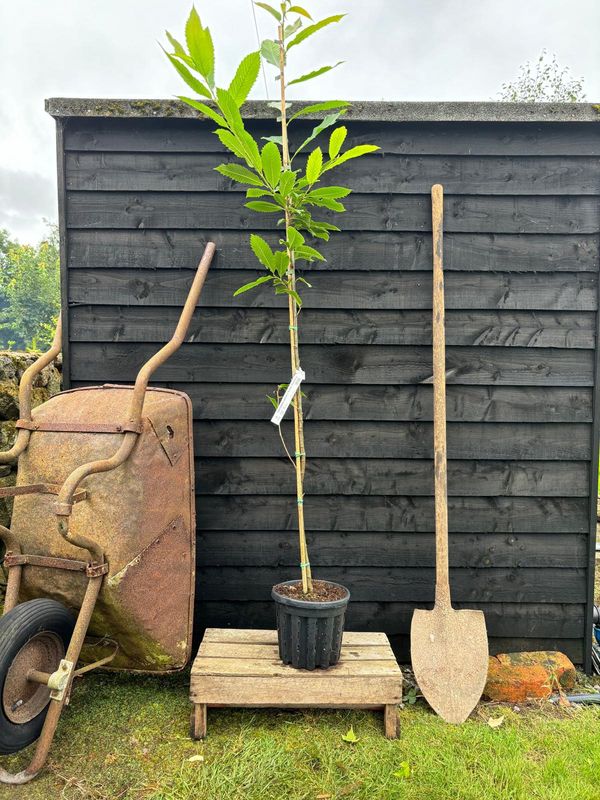 Sweet Chestnut tree for sale UK