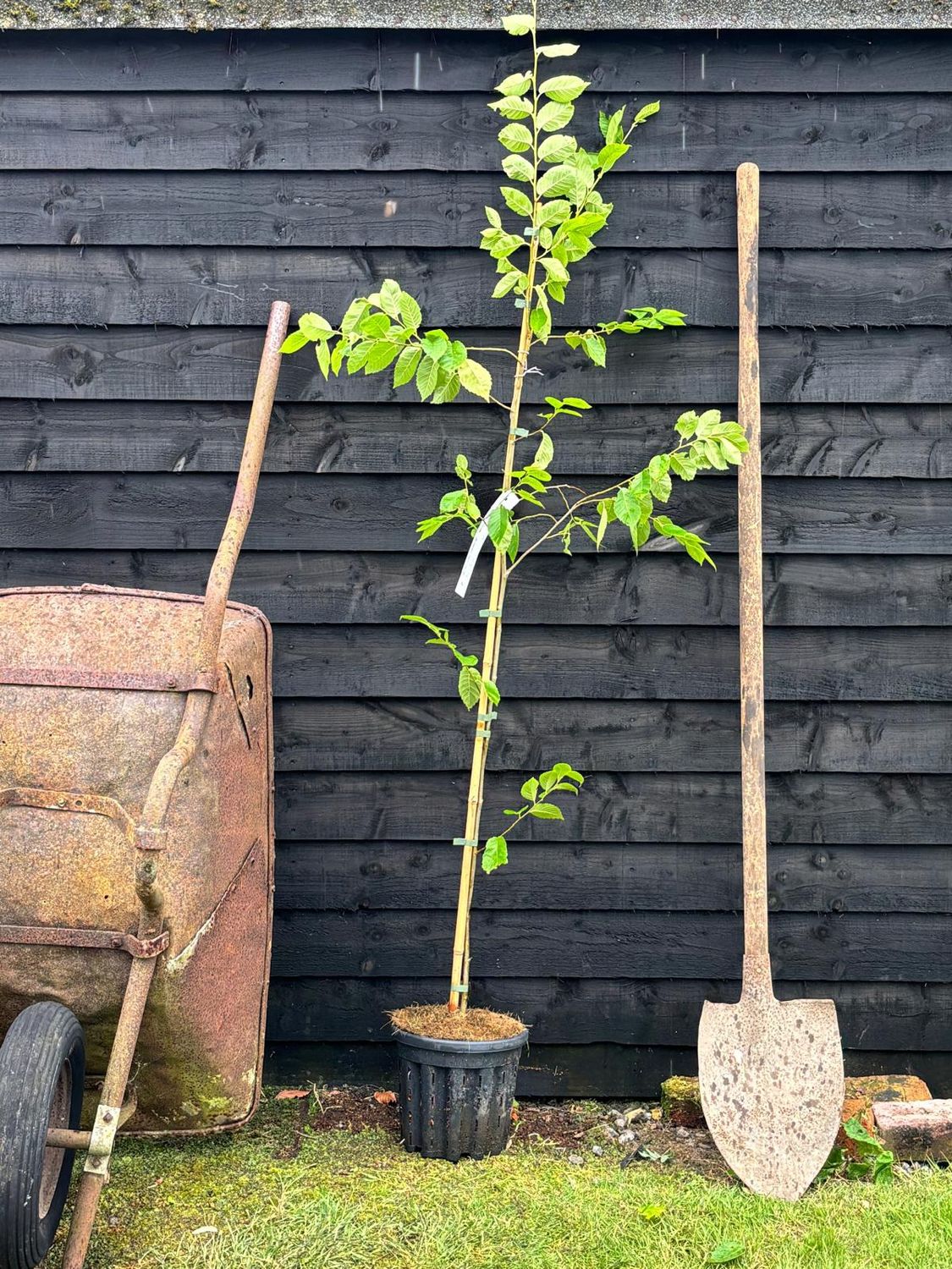 BETULA utilis &#39;Edinburgh&#39; / Himalayan Birch