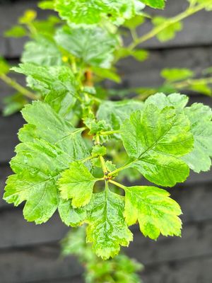 English Hawthorn — view 2