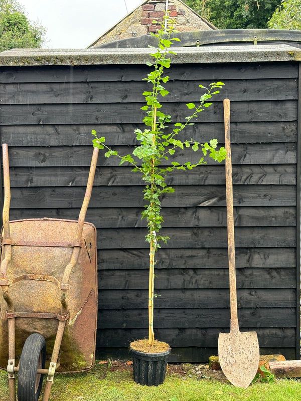English Hawthorn tree for sale UK