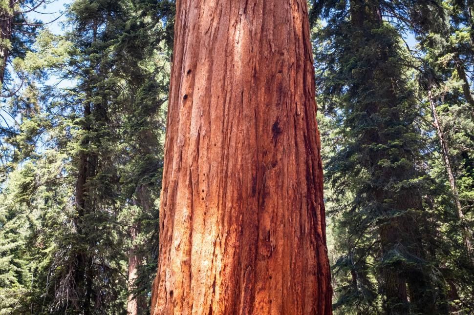 SEQUOIADENDRON giganteum / Wellingtonia or Giant Redwood Tree