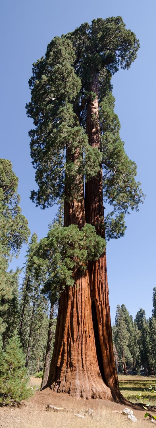 SEQUOIADENDRON giganteum / Wellingtonia or Giant Redwood Tree