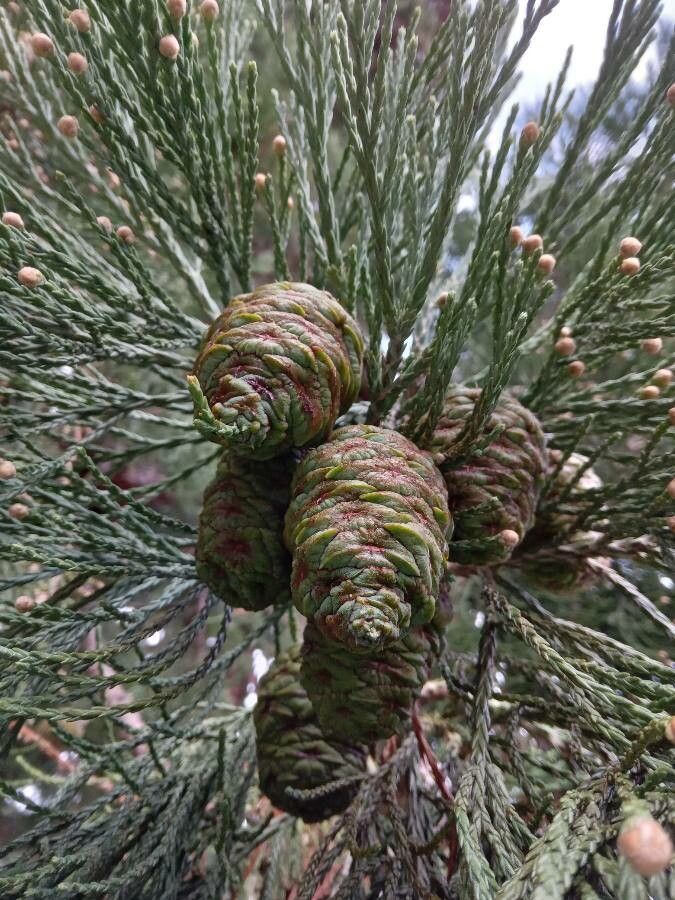 SEQUOIADENDRON giganteum / Wellingtonia or Giant Redwood Tree