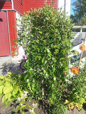Kilmarnock Willow — view 2