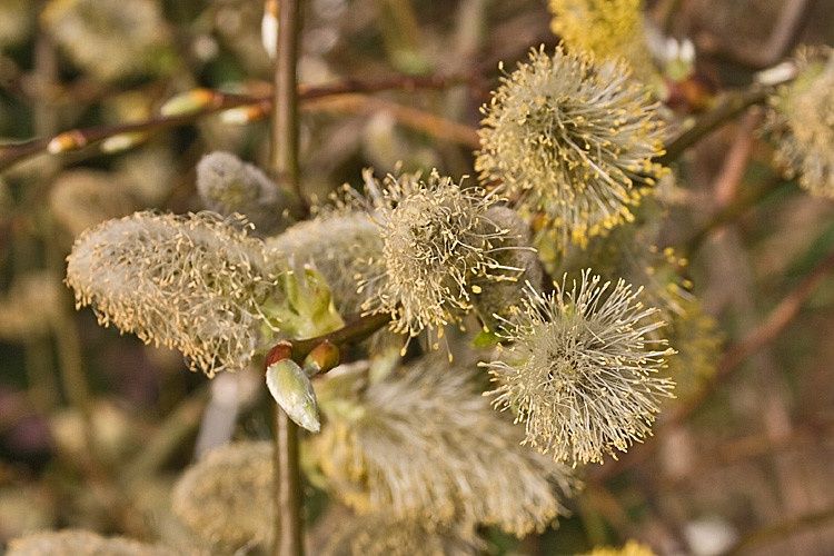 SALIX caprea &#39;Pendula&#39; / Kilmarnock Willow