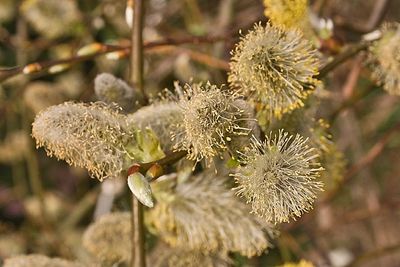 SALIX caprea &#39;Pendula&#39; / Kilmarnock Willow