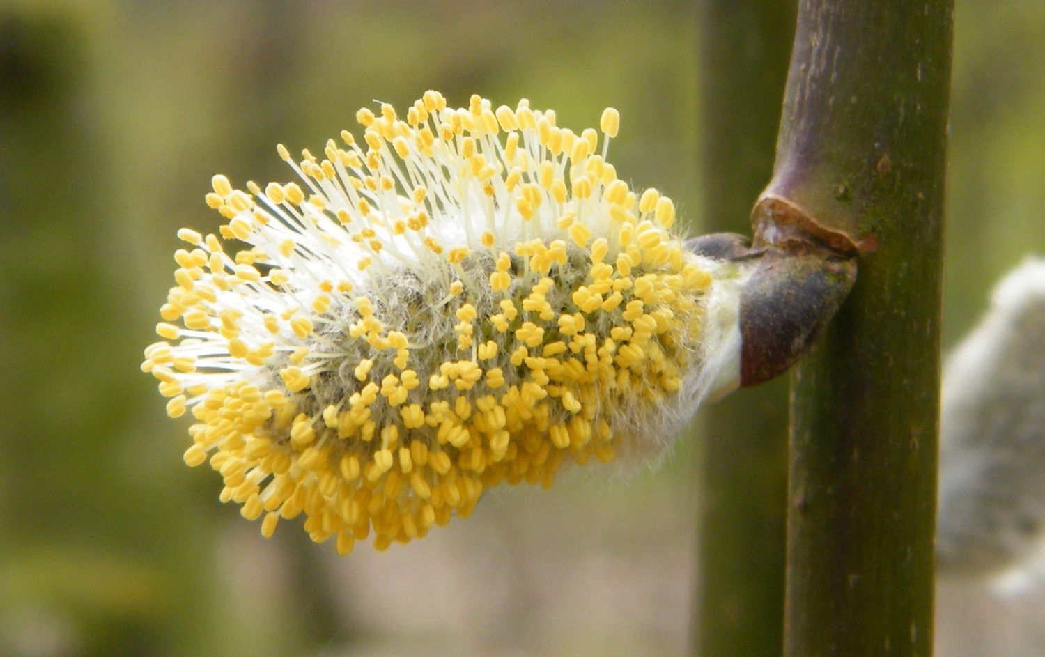 SALIX caprea &#39;Pendula&#39; / Kilmarnock Willow