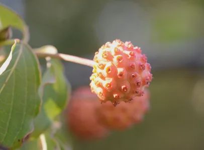 CORNUS kousa ‘Milky Way’ / Chinese Dogwood