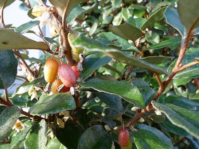 Elaeagnus — view 4