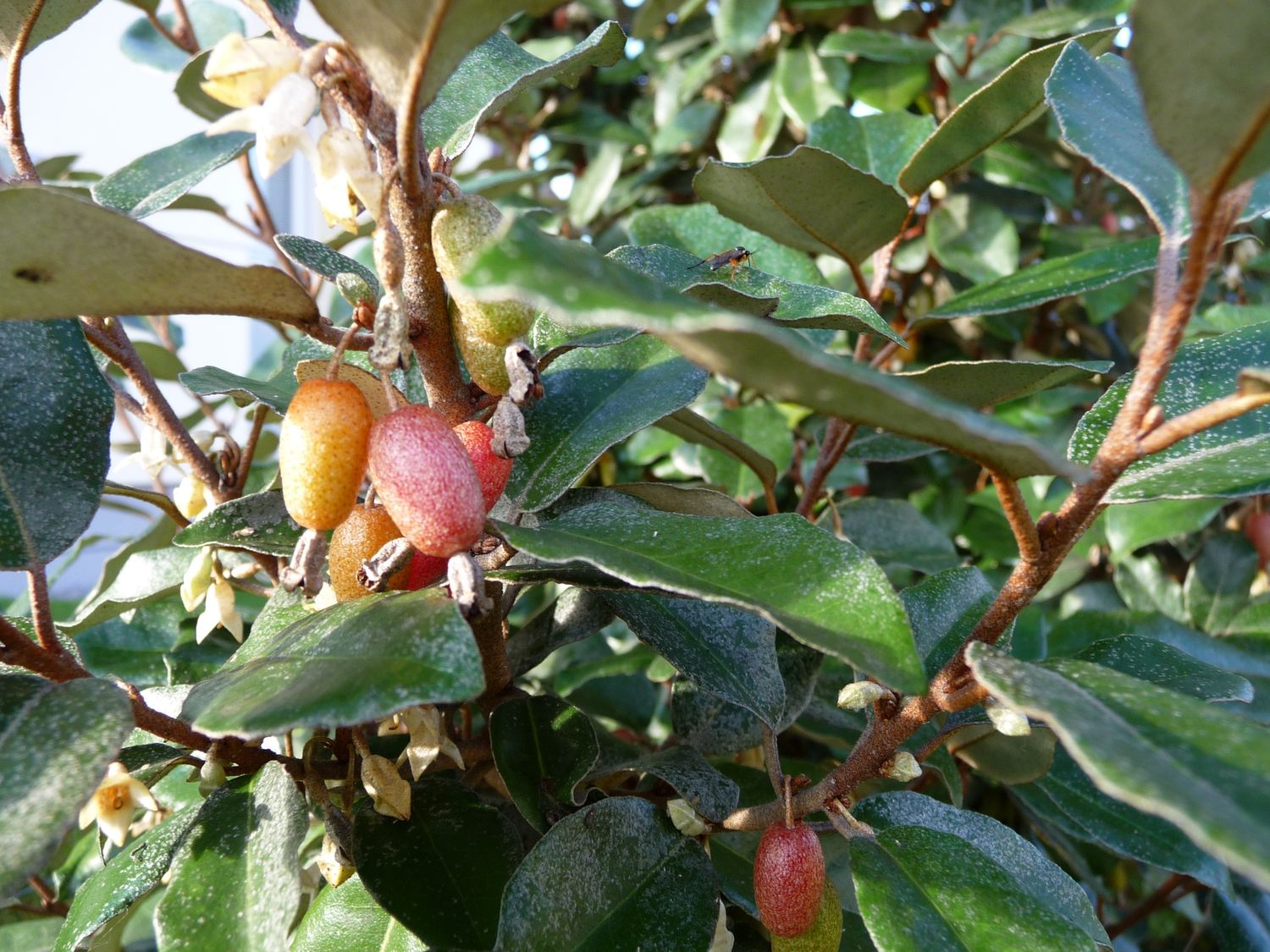 ELAEAGNUS × ebbingei / Elaeagnus