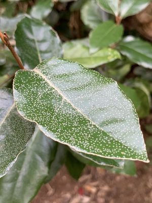 ELAEAGNUS × ebbingei / Elaeagnus