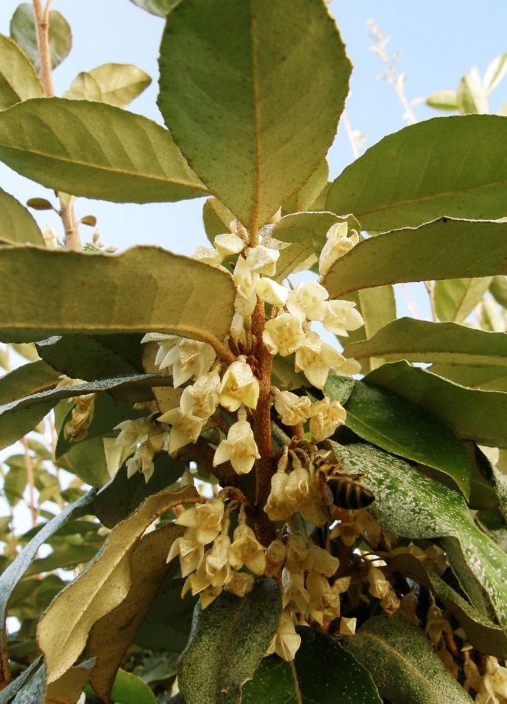 ELAEAGNUS × ebbingei / Elaeagnus