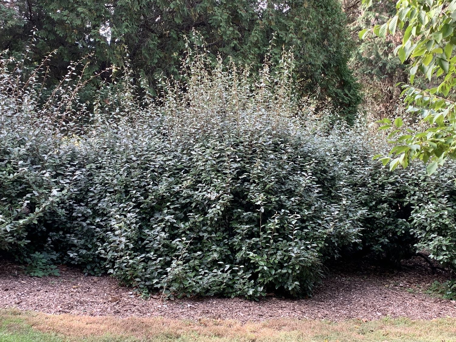 ELAEAGNUS × ebbingei / Elaeagnus