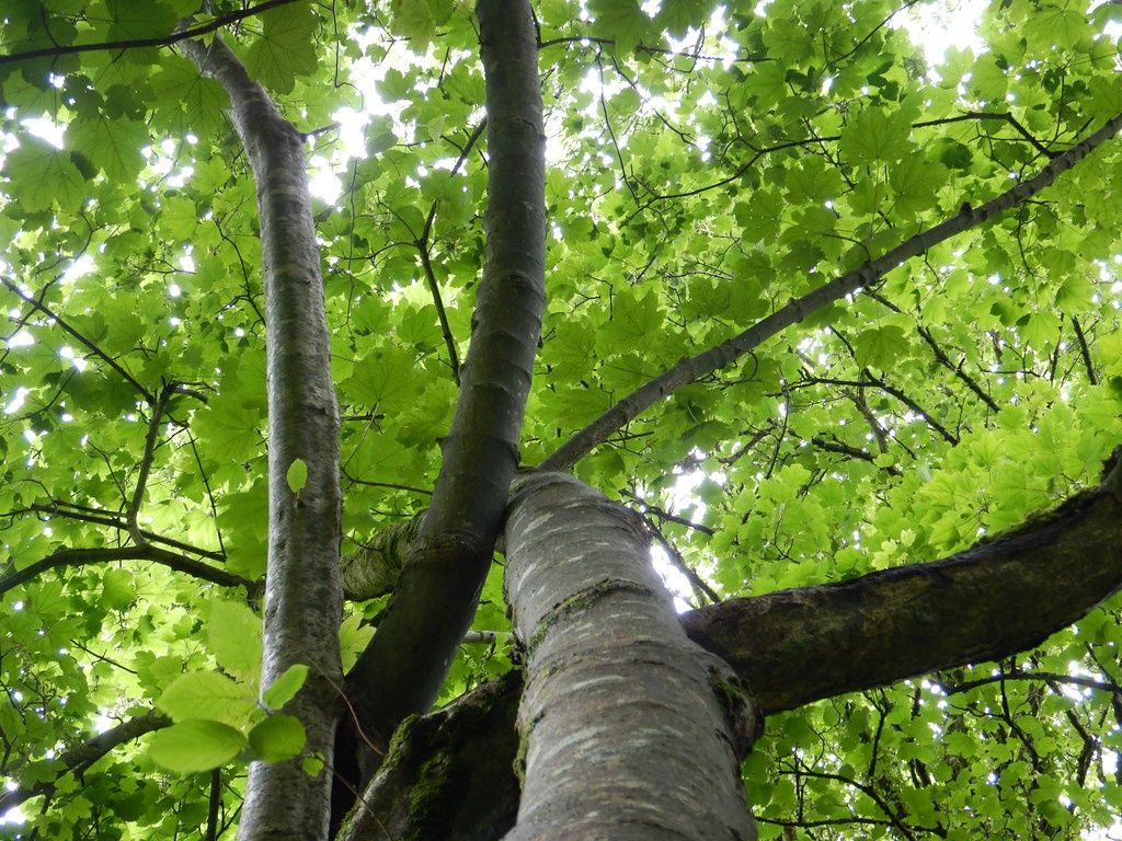 ACER pseudoplatanus / Sycamore