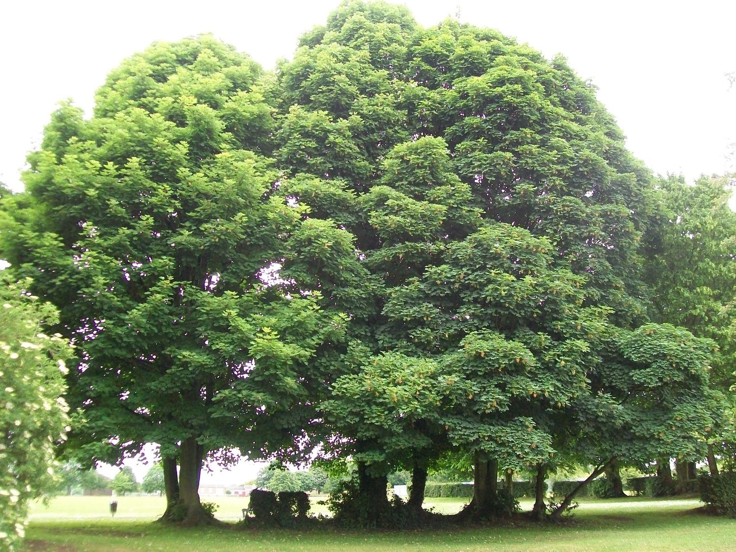 ACER pseudoplatanus / Sycamore