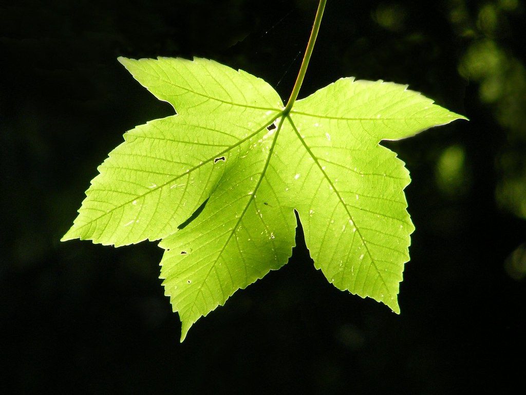 ACER pseudoplatanus / Sycamore