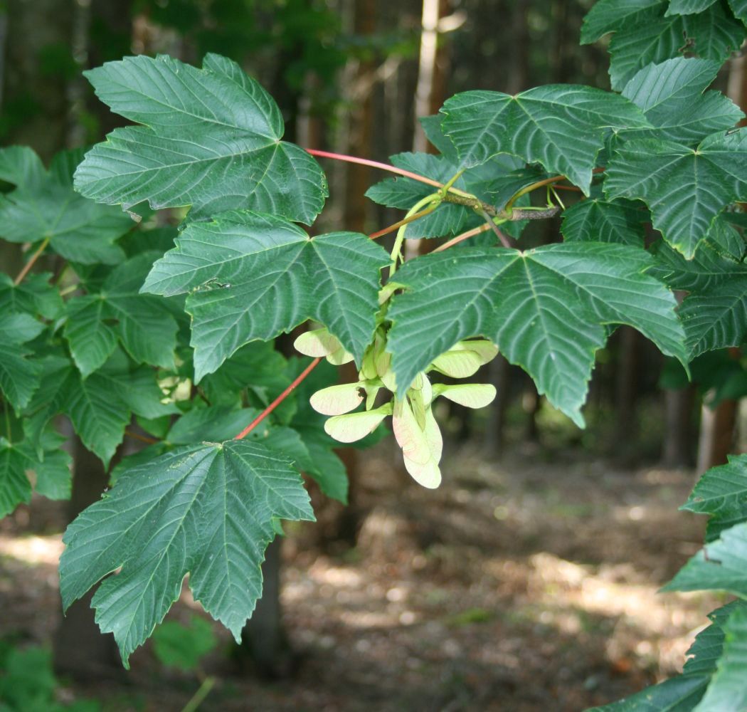 ACER pseudoplatanus / Sycamore