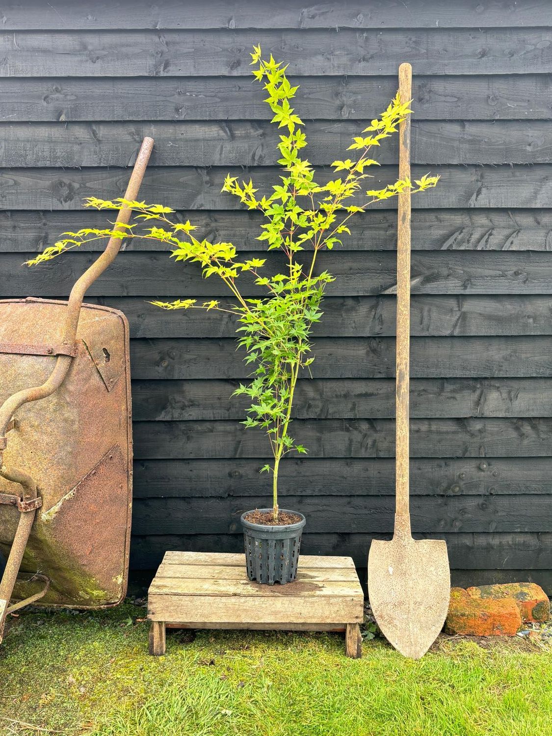 ACER palmatum &#39;Aureum&#39; / Japanese Maple