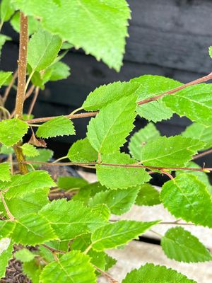 BETULA utilis jacquemontii / Himalayan Birch [m/s]