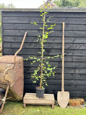 BETULA utilis jacquemontii / Himalayan Birch