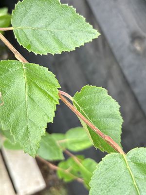 BETULA utilis jacquemontii / Himalayan Birch