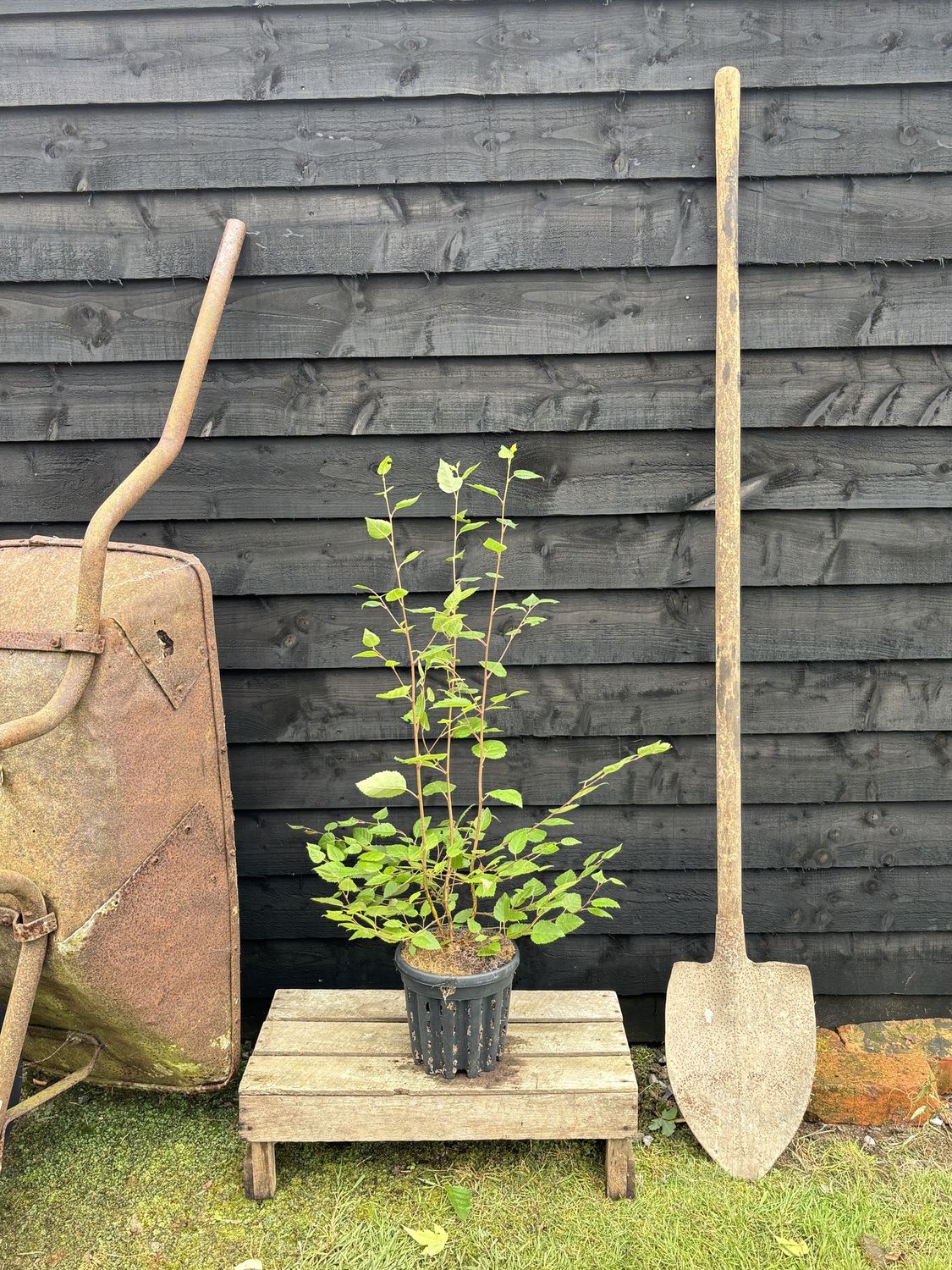 BETULA utilis jacquemontii / Himalayan Birch [m/s]