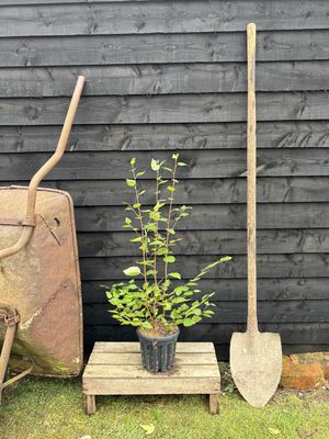 BETULA utilis jacquemontii / Himalayan Birch [m/s]