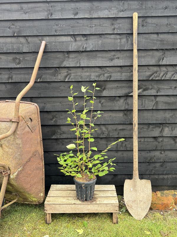 Himalayan Birch tree for sale UK