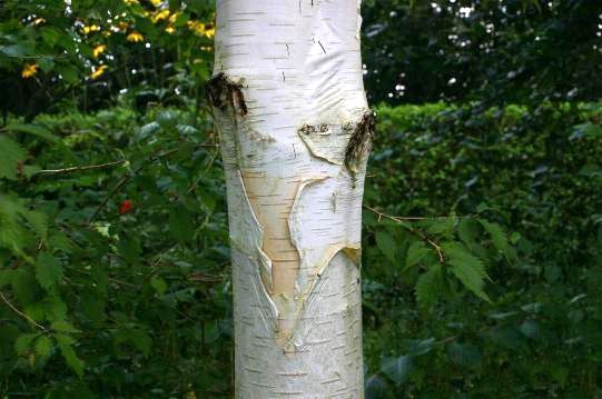 BETULA utilis jacquemontii / Himalayan Birch