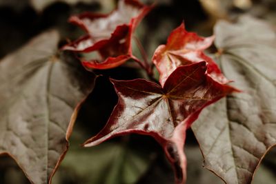 Autumn Colour