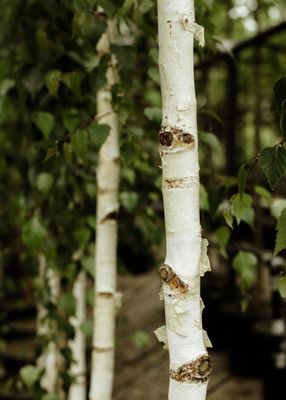 Bark Interest