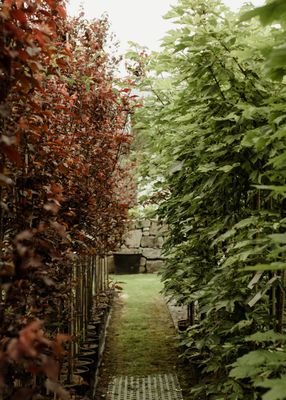 Narrow Trees