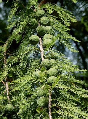 TAXODIUM distichum / Swamp Cypress