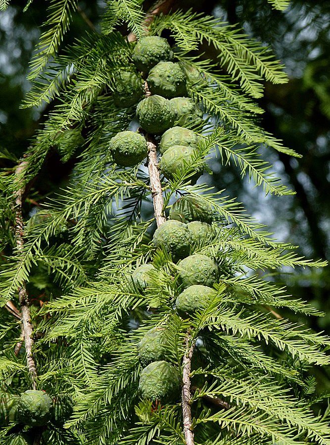 TAXODIUM distichum / Swamp Cypress