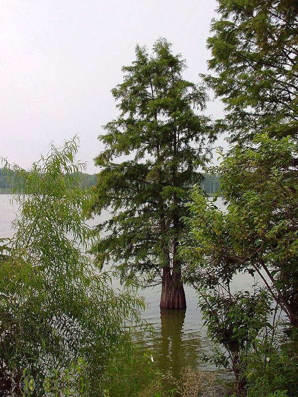 TAXODIUM distichum / Swamp Cypress