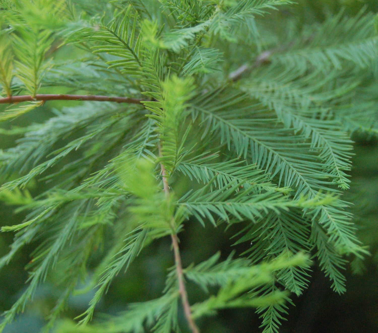 TAXODIUM distichum / Swamp Cypress
