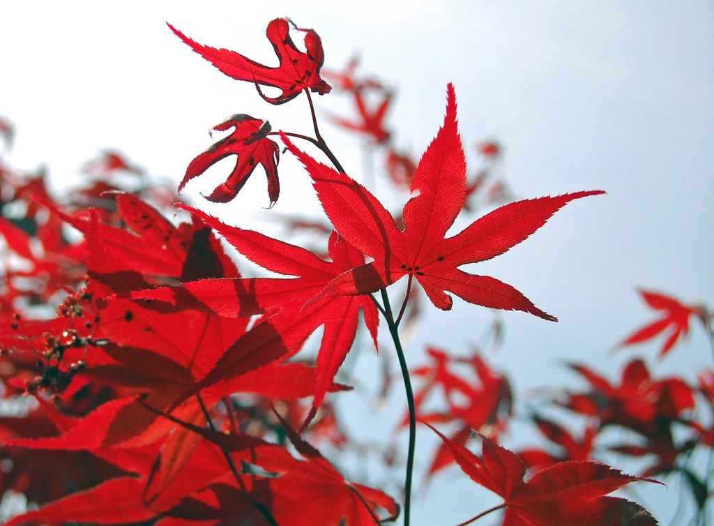 ACER palmatum ‘Bloodgood’ / Japanese Maple