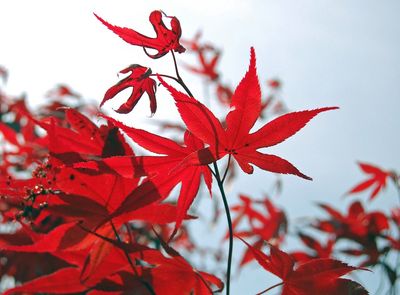 ACER palmatum ‘Bloodgood’ / Japanese Maple