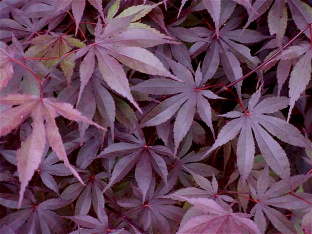 ACER palmatum ‘Bloodgood’ / Japanese Maple