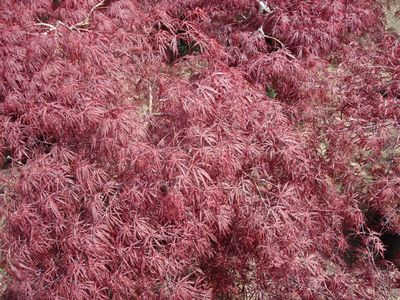 ACER palmatum &#39;Crimson Queen&#39; / Japanese Maple