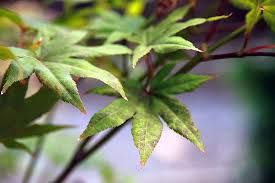ACER palmatum ‘Fireglow’ / Dwarf Japanese Maple