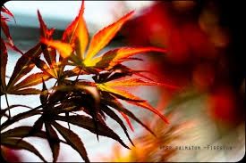 ACER palmatum ‘Fireglow’ / Dwarf Japanese Maple