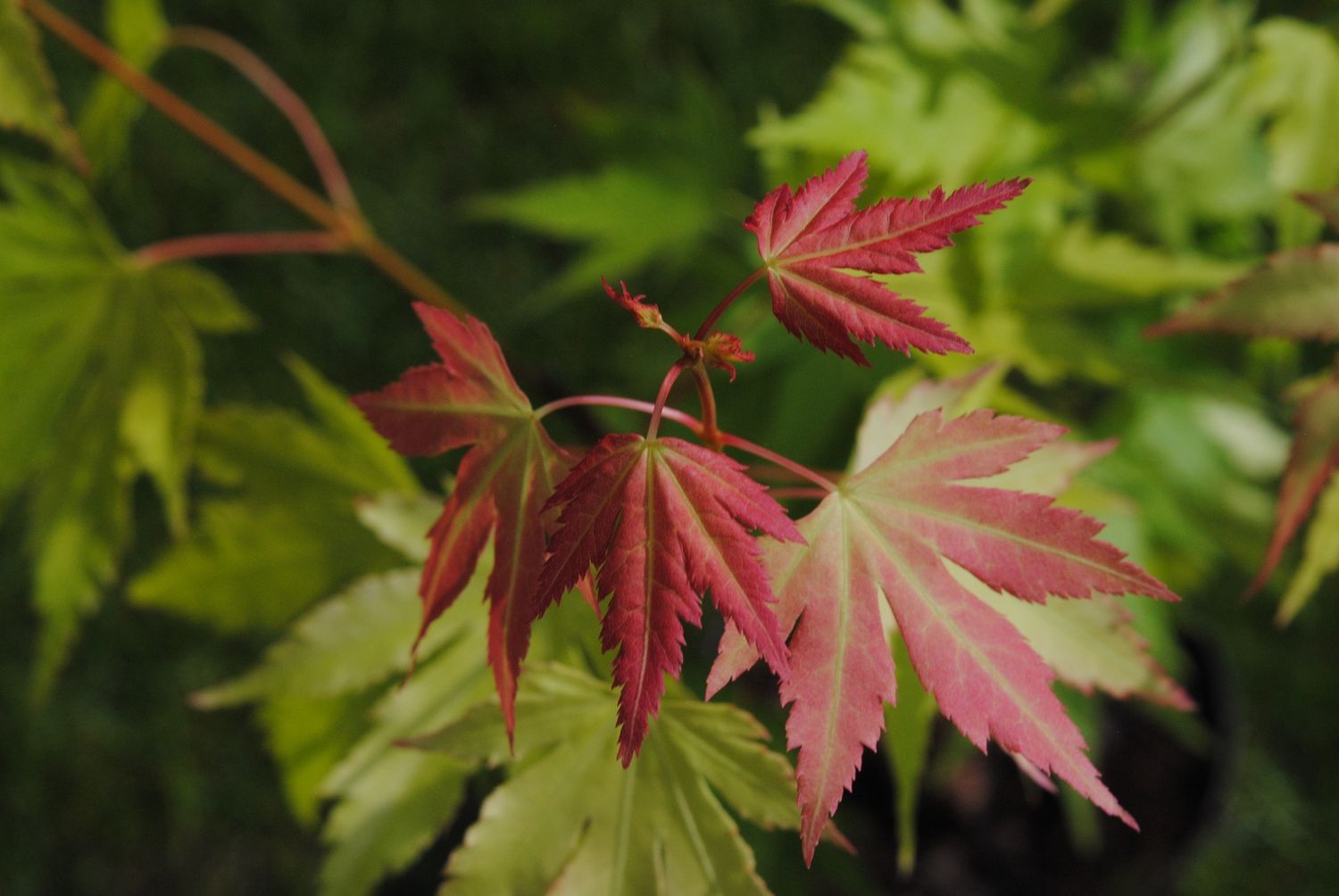ACER palmatum &#39;Orange Dream&#39; / Japanese Maple