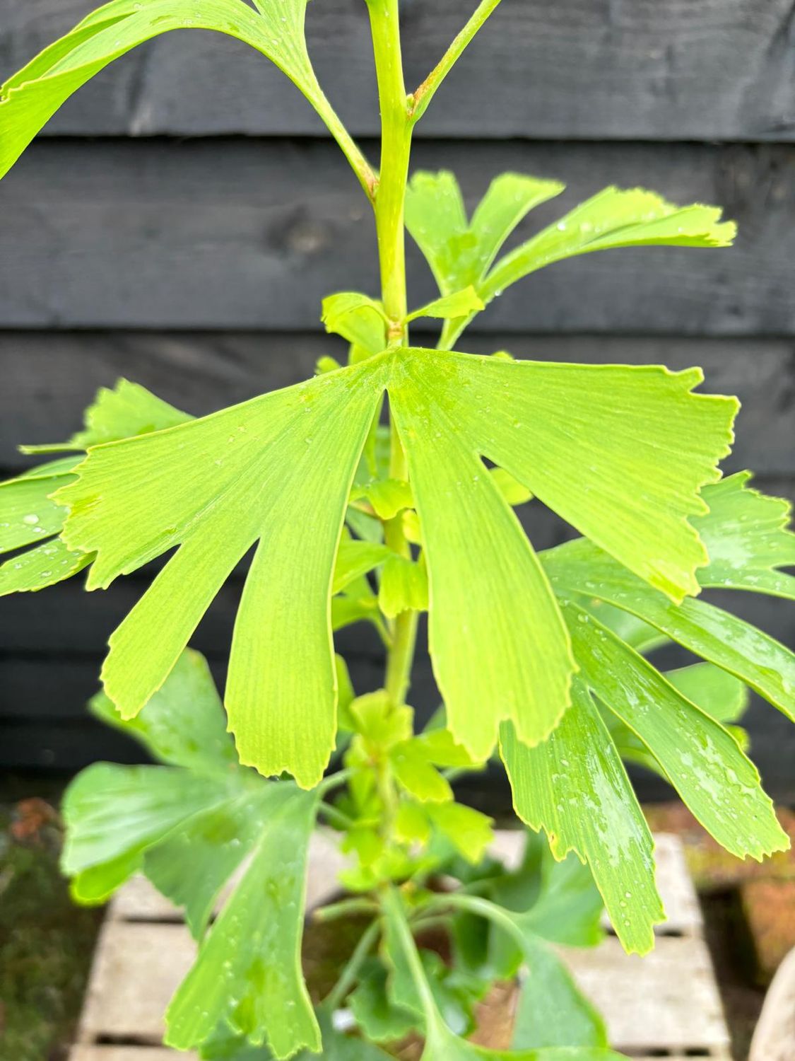 GINKGO biloba &#39;Brivingtetun&#39; / Maidenhair Tree