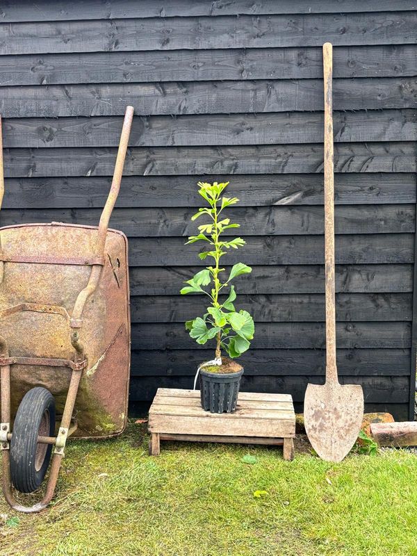 Maidenhair Tree tree for sale UK