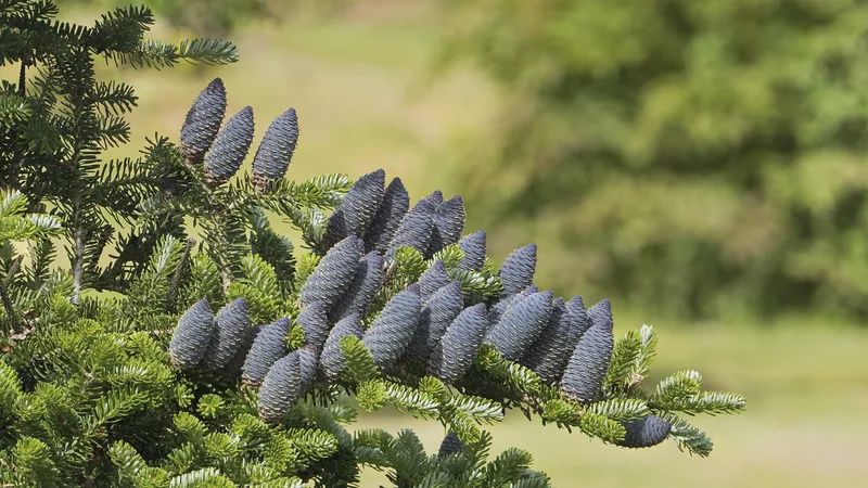 ABIES koreana / Korean Fir