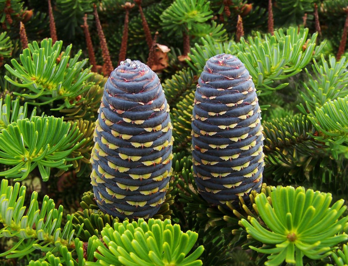 ABIES koreana / Korean Fir