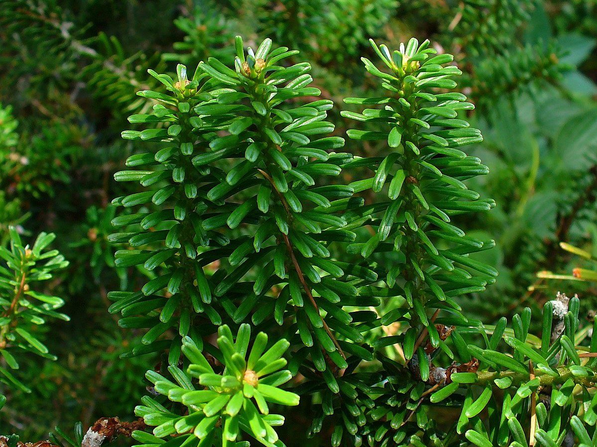 ABIES koreana / Korean Fir